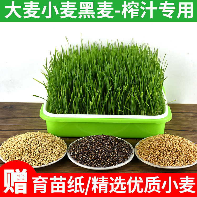 大麦籽小麦黑麦水培苗芽菜榨青汁专用薄荷草种盆栽猫草籽种植盘子