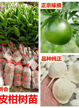 正宗新会陈皮枝小青嫁接果树苗