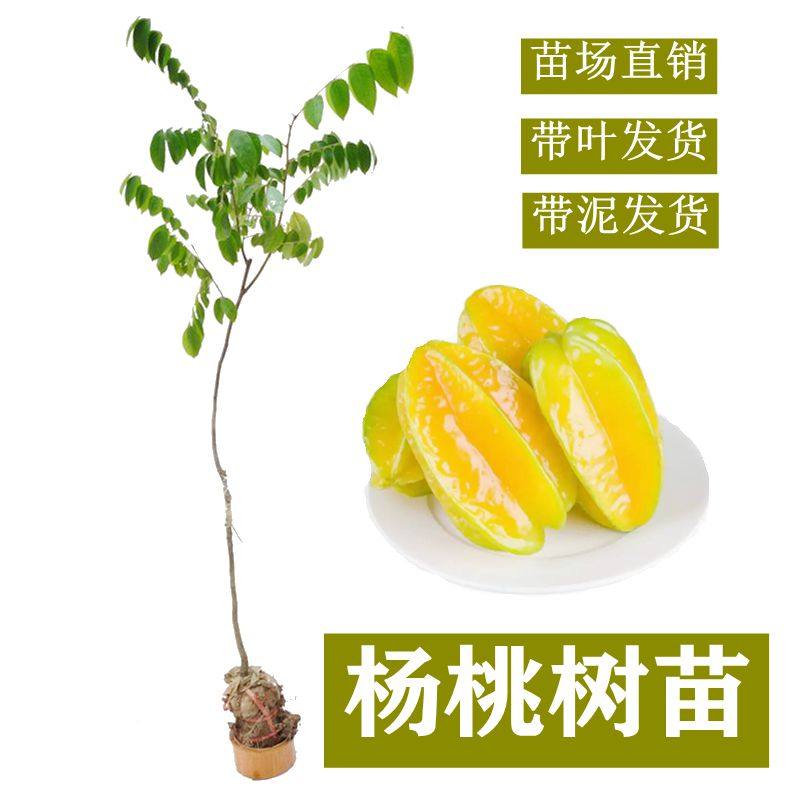 杨桃树苗四季甜杨桃苗嫁接果苗地栽盆栽庭院当年结果广西容县发货