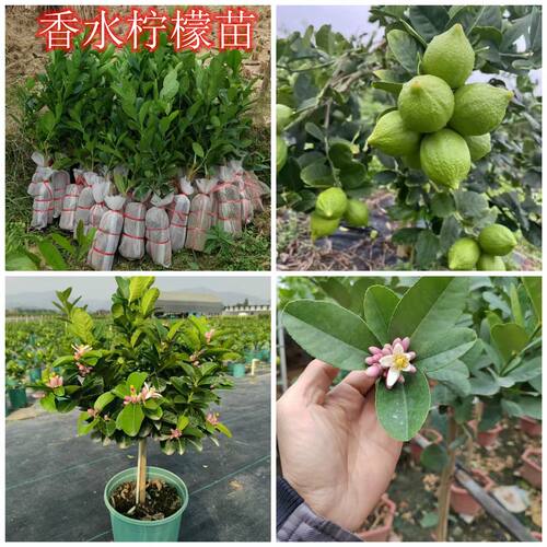 扦插高压圈枝老桩四季香水柠檬苗