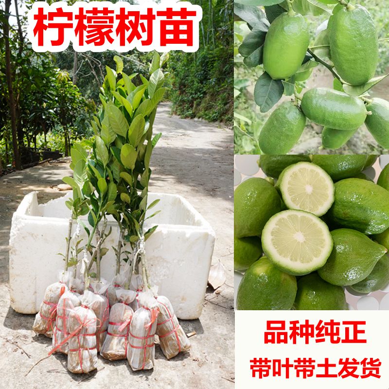 广东香水柠檬台湾尤力克青柠盆栽