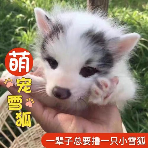 宠物狐狸活体幼崽养殖