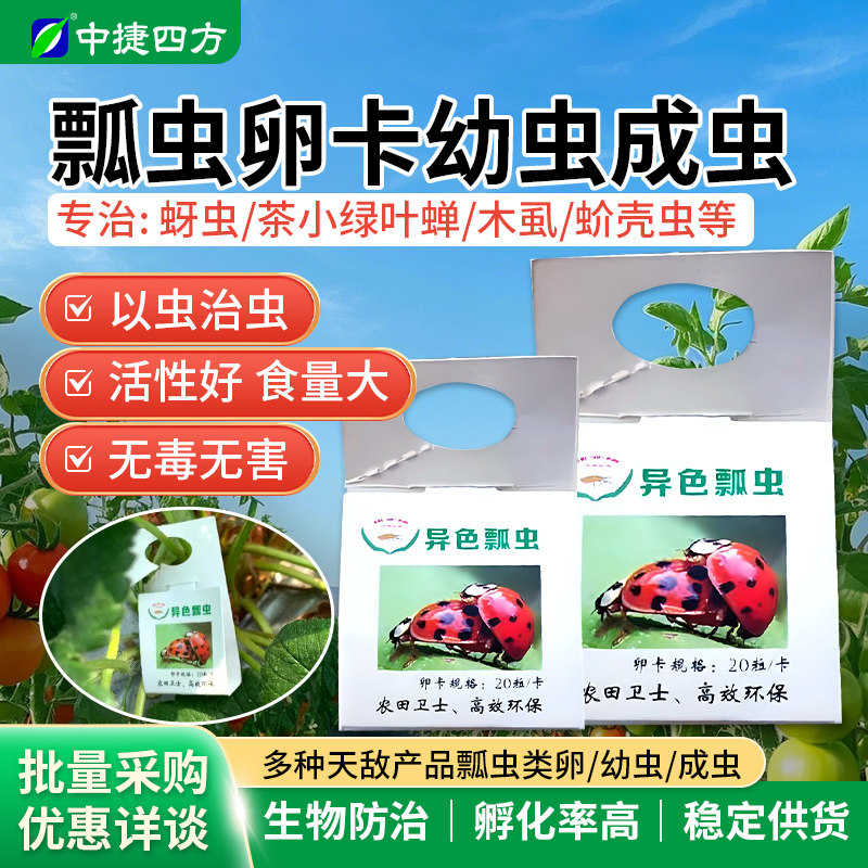 福建艳旋异色瓢虫卵卡幼虫成虫蚜虫介壳虫七星瓢虫活物园艺天敌
