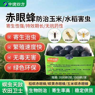 福建艳旋赤眼蜂球蜂卡稻螟赤眼蜂