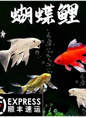 顺丰台湾蝴蝶鲤鱼球体短身大鳍长尾冷水鱼锦鲤红色观赏鱼苗活体