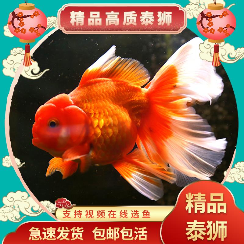 【精品高质】百褶泰狮金鱼活鱼淡水锦鲤招财红白菠萝国粹活体好养