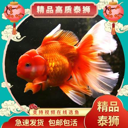 【精品高质】百褶泰狮金鱼活鱼淡水锦鲤招财红白菠萝国粹活体好养