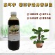 紫色大叶霸王芋象耳芋营养液老桩盆栽绿植物专用大量元 素水溶肥料