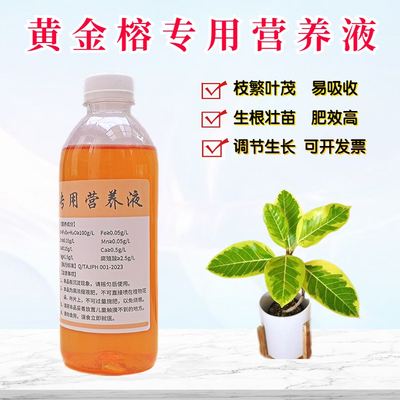 黄金榕营养液盆栽植物水溶花肥料