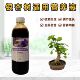 银杏树活苗白果树营养液盆景栽绿植物专用大量元 素水溶肥花木肥料