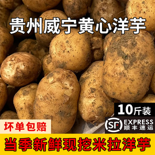 贵州威宁米拉黄心洋芋老品种黄皮土豆高山土特产新鲜马铃薯五斤装