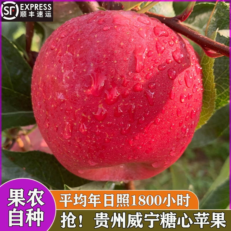 2025新苹果贵州威宁糖心苹果现摘