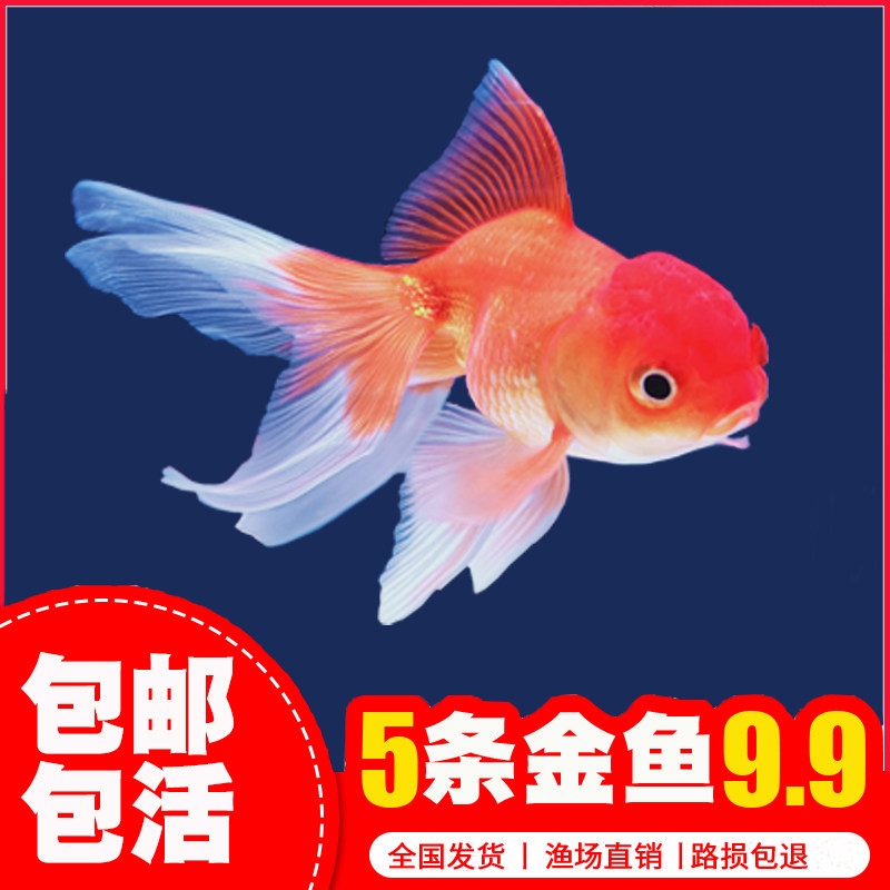 鹤顶红金鱼哪个牌子好 鹤顶红金鱼品牌排名前10名 最宠网