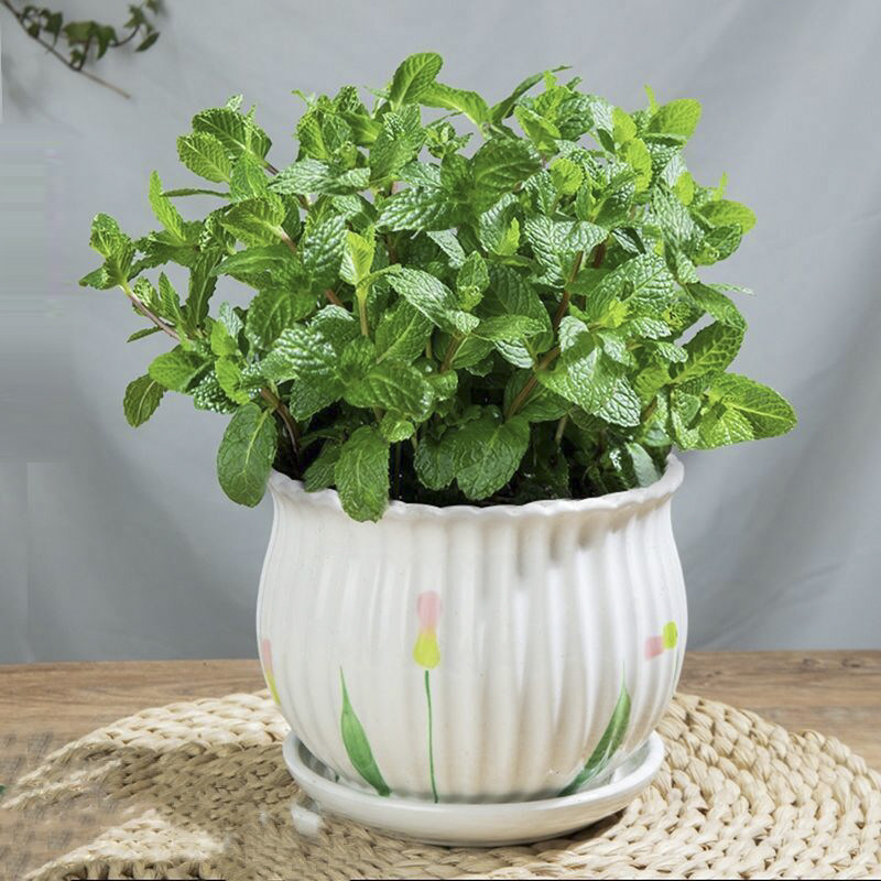 薄荷阳台桌面驱虫驱蚊子水培植物