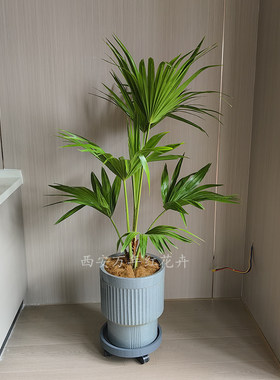 香水柠檬树天堂鸟百合竹发财树龙血树大型绿植室内盆栽客厅大树