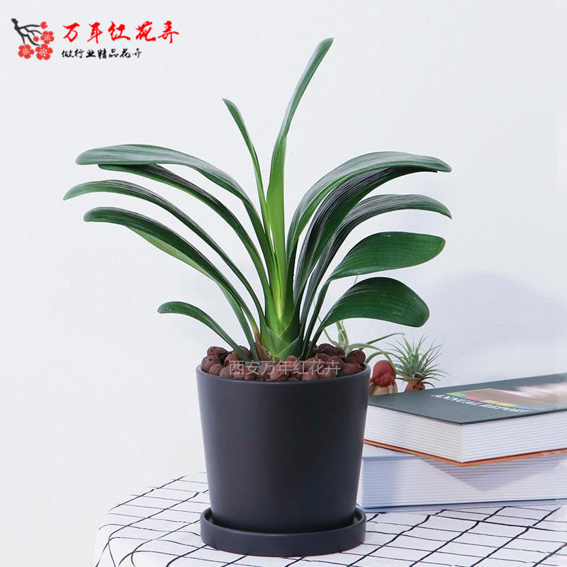 西安同城配送君子兰办公桌盆栽时令草本花卉花苗室内植物花花卉