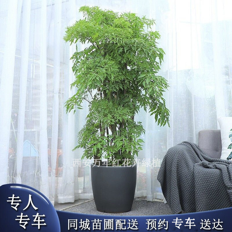 西安福禄桐栽福禄寿盆景室内客厅大型植物办公室乔迁开业送礼绿植