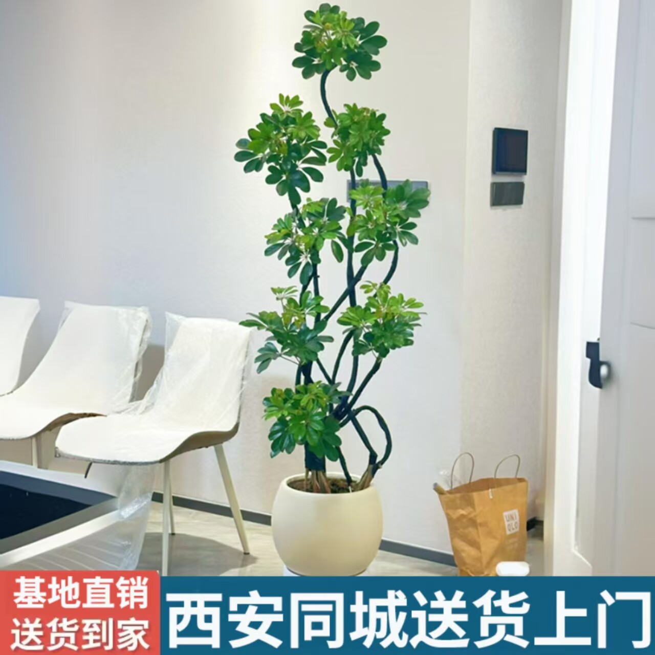 西安同城乔迁新居送礼鸭脚木室内绿植客厅大型盆栽黑金刚适合新手