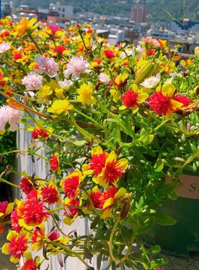 太阳花苗阔叶重楼太阳花宿根混色植物花卉多年生马齿苋四季开花