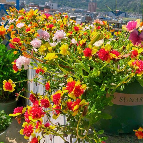 太阳花苗阔叶重楼太阳花宿根混色植物花卉多年生马齿苋四季开花