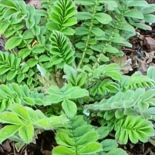 翻白草鸡腿根天藕叶下白鸡爪参翻白萎陵药用翻白草