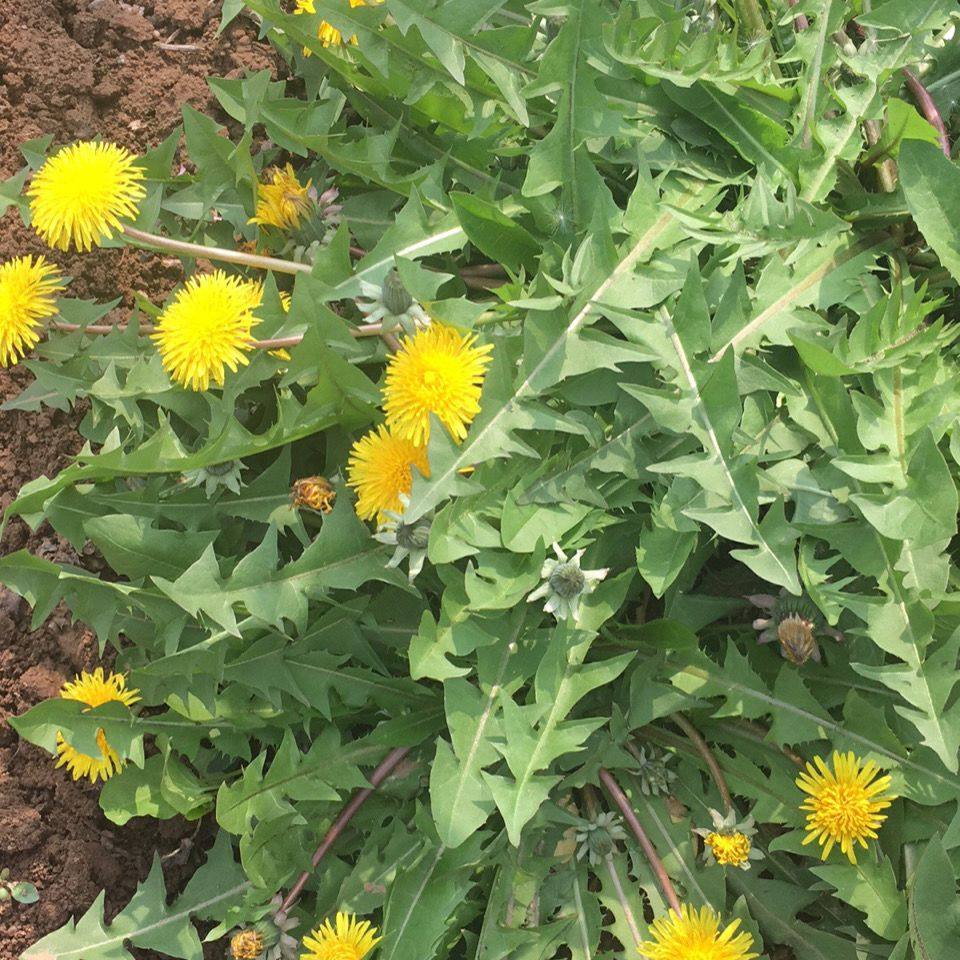 野蒲公英新鲜婆婆丁四季新鲜春秋四季野菜清热解毒煮水,传统滋补营养品,传统滋补品其他,淘宝优惠券,粉丝福利购,淘宝优惠卷