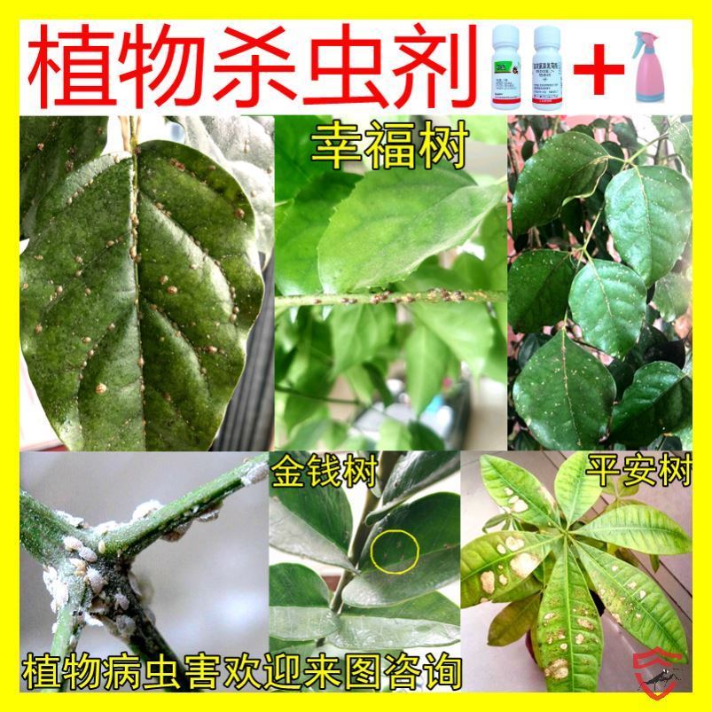 幸福树巴西木天堂鸟龟背竹杀虫剂