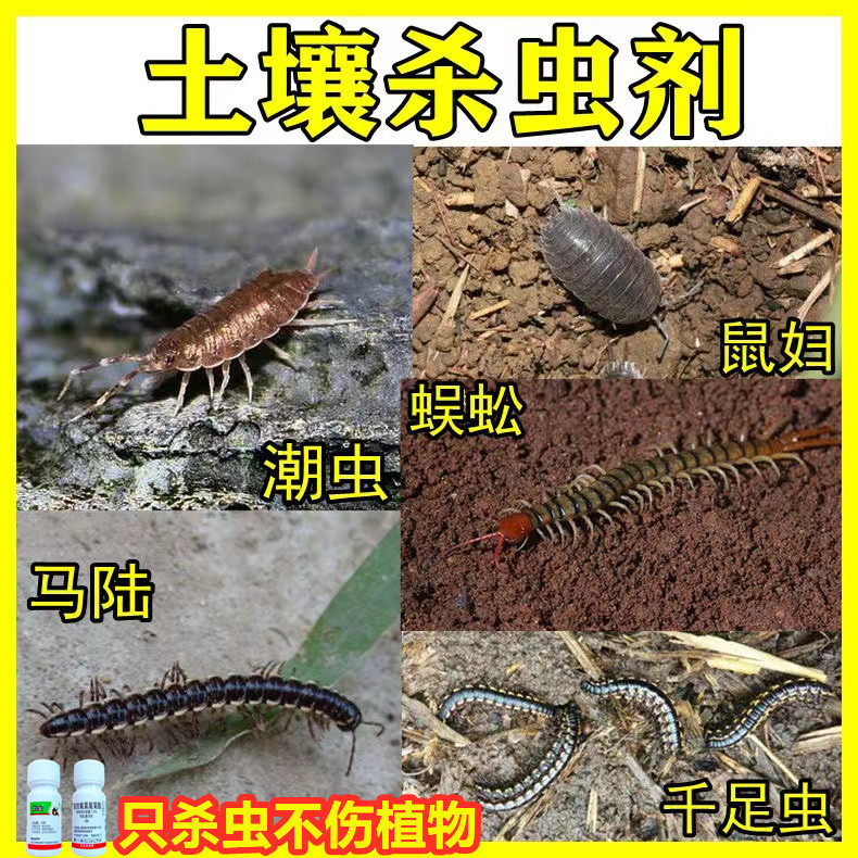 盆栽植物潮虫蚂蚁泥土