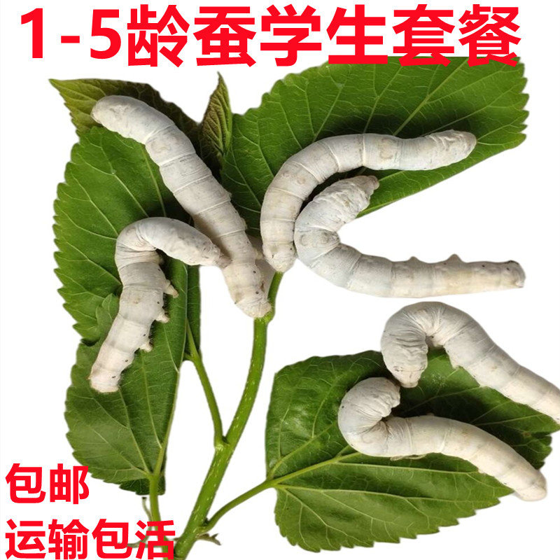 1-5龄蚕宝宝活体学生养蚕套装蚕宝宝