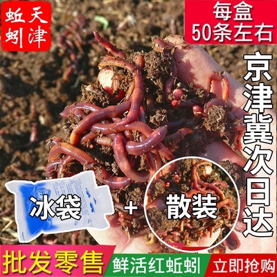 蚯蚓活饵大号活体纯牛粪大平二号鲜活野钓放生非王军垂钓鱼饵包邮