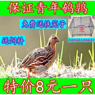 天天下蛋鹌鹑活苗繁殖鹌鹑活物鹑鸡活体家养小鸡苗阳台可养宠物鹌