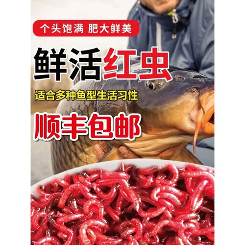 鲜活红虫活饵拉饵特大号公虫活体活饵喂鱼鲫鱼饵野钓黑坑饵料钓鱼