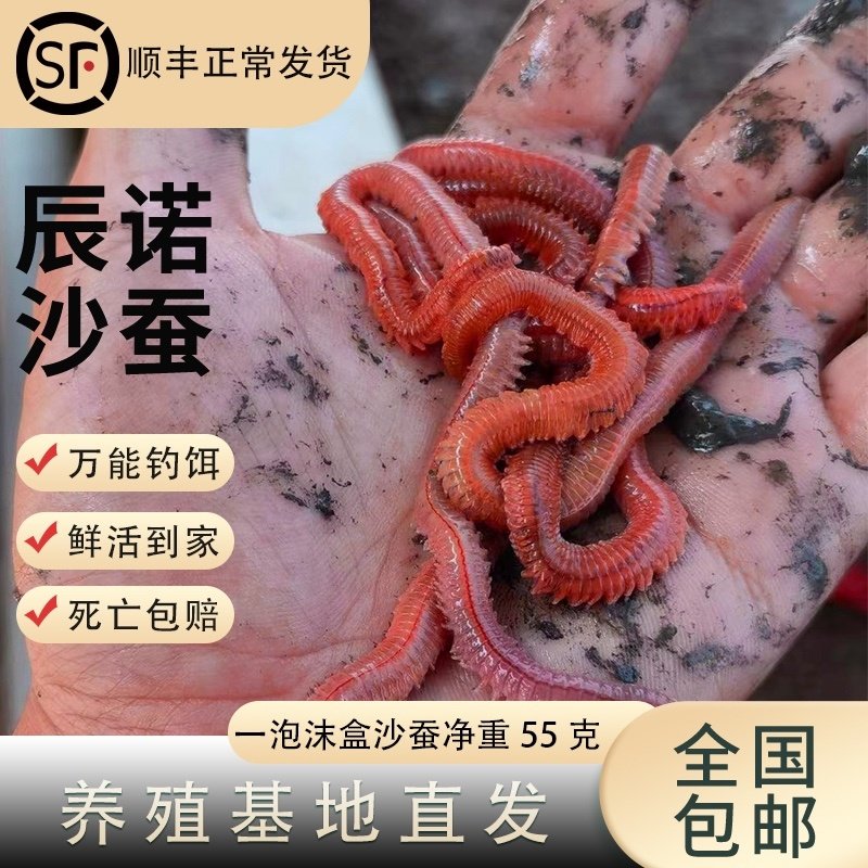 全国顺丰包邮 活沙蚕 红虫青虫 海蜈蚣海蚂蝗 海钓鱼饵路亚饵包活,户外/登山/野营/旅行用品,活饵/谷麦饵等饵料,淘宝优惠券,粉丝福利购,淘宝优惠卷