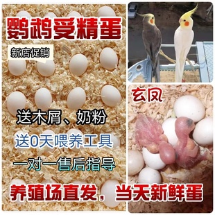 玄凤蛋鹦鹉受精蛋种蛋鹦鹉鸟蛋种蛋可人工孵化种蛋黄化玄凤受精蛋