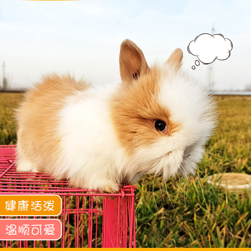 兔子活体侏儒凤眼荷兰兔小型茶杯兔迷你长不大猫猫兔活物儿童宠物