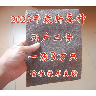 2023年蚕种 两广二号 蚕种 桂蚕 蚕卵 蚕子 白蚕 蚕宝宝 蚕种