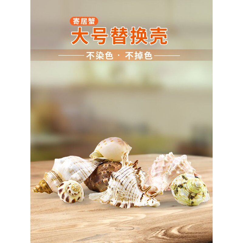 寄居蟹替换壳超大型号天然海螺贝壳卷贝鱼鱼缸造景摆件水族箱装饰