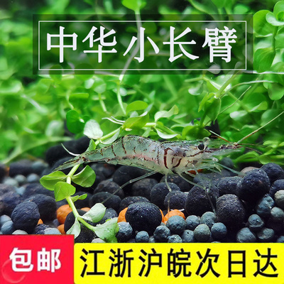 中华小长臂花腰虾非大眼贼龟粮观赏虾除丝藻吃藻虾除藻虾黑壳虾