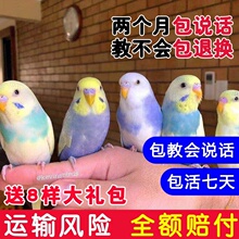 鸟活体鹦鹉活宠物鸟体虎皮黄化情侣鹦鹉云斑鹦鹉鸟粮玄凤活体