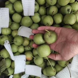 广西特产新鲜中小山楂水果青皮山楂果似野山梨现摘中小果山楂鲜果