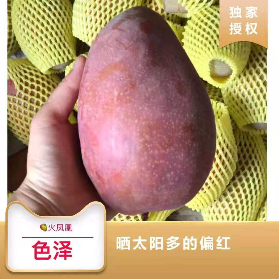 广西百色高山火凤凰芒果小众宝藏芒果Q弹有嚼劲礼盒装大红芒果