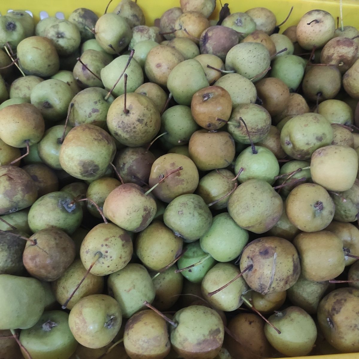 褶巴果广西青皮山楂褶果干果熟果黄果懂得来褶皮果干果不是新鲜果