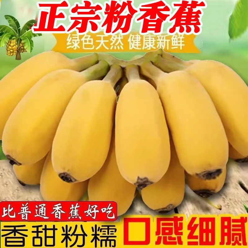 广东苹果蕉正宗香蕉非小米蕉新鲜当季整箱水果粉蕉小米芭蕉香焦甜