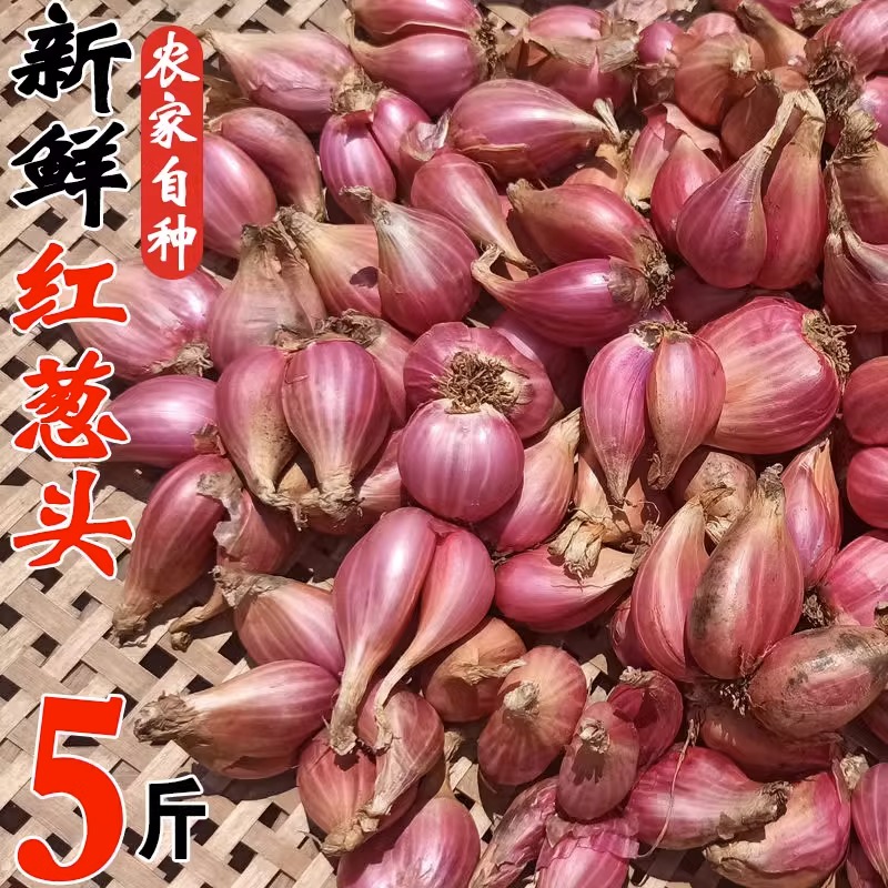 新鲜红葱头干葱头正宗广东小香葱熬葱油葱油酥餐饮店专用香料包邮