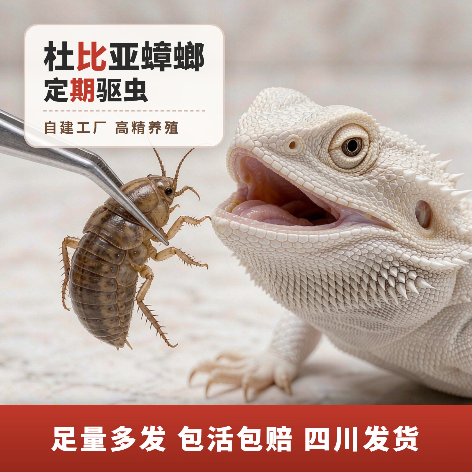 盒装杜比亚活虫拍2发3包活