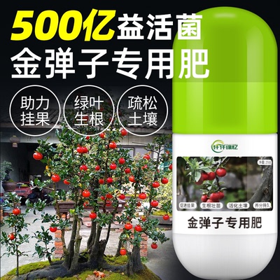 金弹子专用肥老鸦柿肥料缓释坐果灵金豆挂果盆景复合观果肥营养液