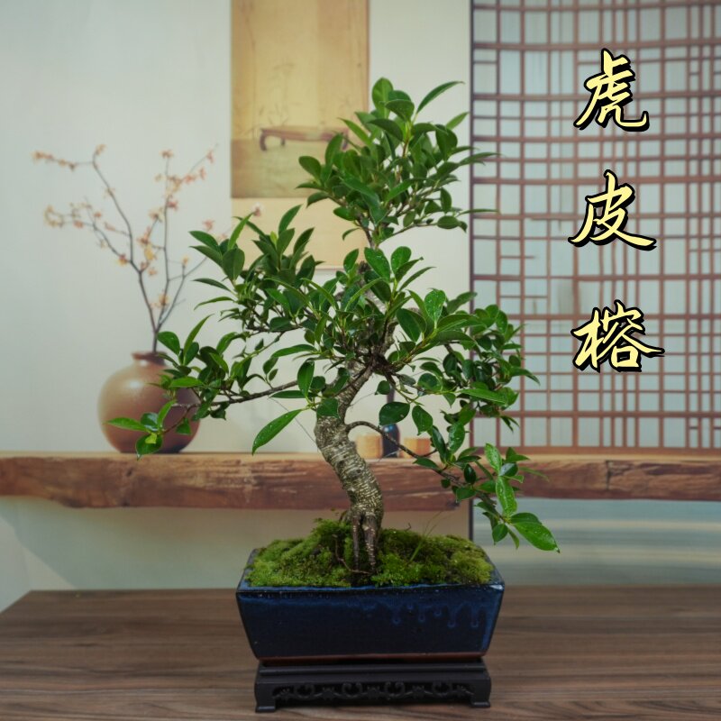 虎皮榕树造型盆景室内阳台绿植