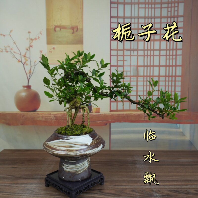 栀子花悬崖临水飘造型盆景室内外观叶绿植