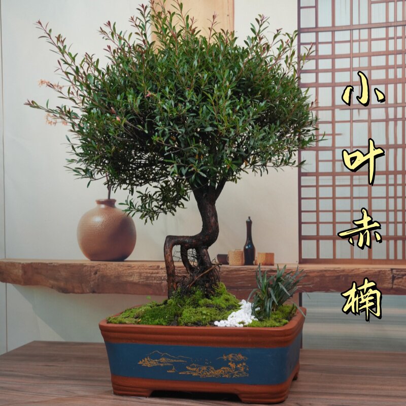 小叶赤楠盆景开花结果室内绿植