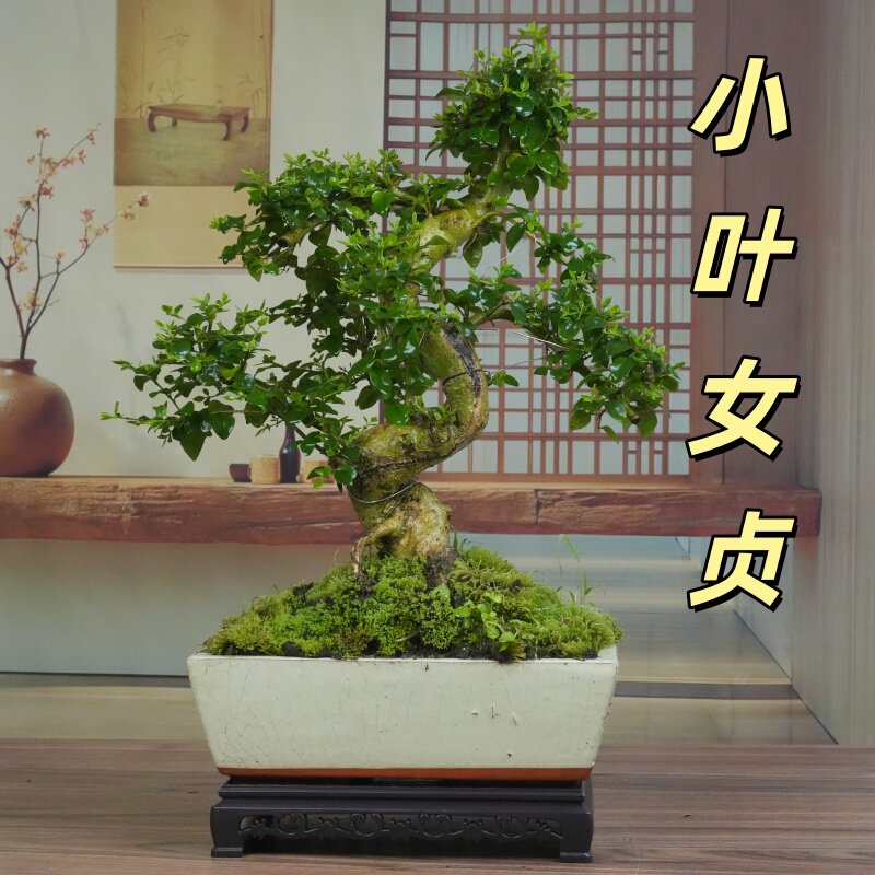 小叶女贞S游龙桩造型盆景室内观叶茶桌餐桌阳台绿植